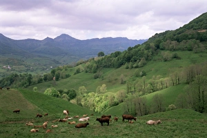 Live Stock Prints: Salers cows in pastures, Cantal mountains, Auvergne, France, Europe