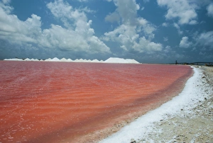 Saline a salt mine in Bonaire, ABC Islands, Netherlands Antilles, Caribbean, Central America