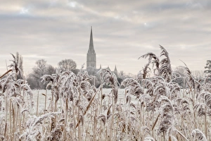 Salisbury Prints: Salisbury athedral at dawn in winter, Salisbury, Wiltshire, England, United Kingdom
