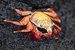 Images Dated 16th April 2010: Sally lightfoot crab (Grapsus grapsus), Cormorant Point, Isla Santa Maria