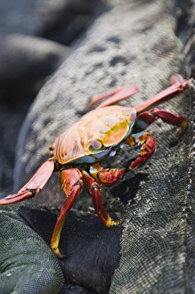 Images Dated 11th April 2010: Sally lightfoot crab (Grapsus grapsus) and marine iguana, Espinosa Point