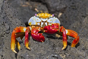 Sally lightfoot crab (Grapsus grapsus), Cerro Dragon, Santa Cruz Island, Galapagos Islands, Ecuador, South America