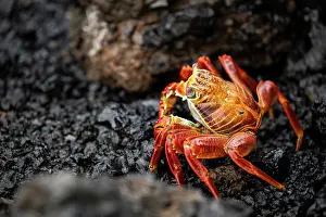 Crustacean Prints: Sally Lightfoot Crab, Isla Isabela, Galapagos Islands, Ecuador