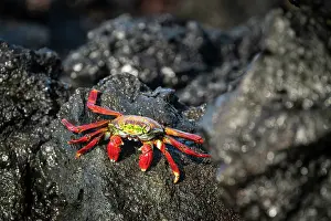 Crustacean Prints: Sally Lightfoot Crab, Isla Isabela, Galapagos Islands, Ecuador