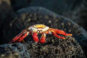 Crustacean Prints: Sally Lightfoot Crab, Isla Isabela, Galapagos Islands, Ecuador