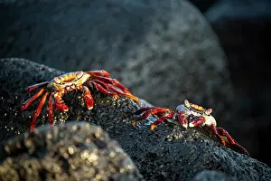 Crustacean Prints: Sally Lightfoot Crab, Isla Isabela, Galapagos Islands, Ecuador