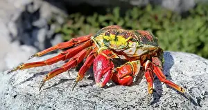 Crustacean Prints: Sally Lightfoot Crab (Red Rock Crab) in the Galapagos Islands, UNESCO, Eucador