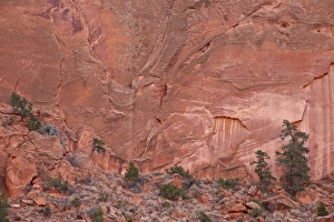 Evergreen Prints: Salmon-colored sandstone wall with evergreens