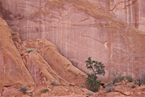 Layer Prints: Salmon-coloured sandstone wall with evergreens