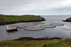 Salmon Prints: Salmon farm, Out Skerries, Shetland, Scotland, United Kingdom, Europe