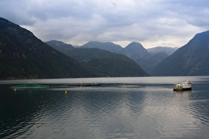 Images Dated 10th August 2009: Salmon fish farm, Rosendal, Hardangerfjord, Hordaland, Norway, Scandinavia, Europe
