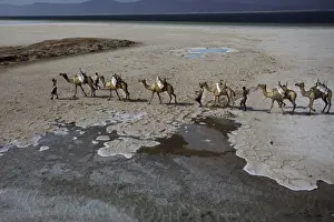 Caravan Prints: Salt caravan in Djibouti, going from Assal Lake to Ethiopian mountains, Djibouti, Africa