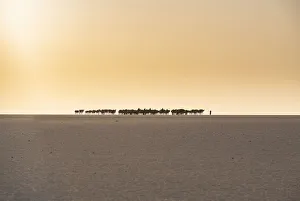 Salt Prints: Salt caravan transporting salt through the desert, Oasis Fachi, Tenere desert, Niger