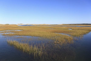 Sandwich Prints: Salt Marsh, Sandwich, Cape Cod