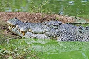 Images Dated 14th May 2008: Saltwater crocodile, Northern Territory, Australia, Pacific