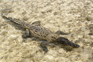 Cozumel Prints: Saltwater crocodile in Punta Sur Park, Isla de Cozumel (Cozumel Island)