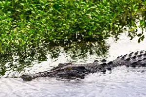 Northern Territory Prints: Saltwater crocodile at Yellow Water Wetlands and Billabong, Kakadu National Park