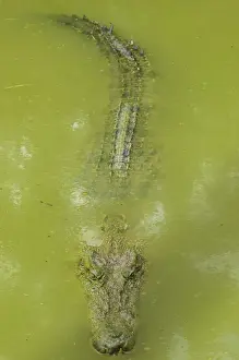 Sarawak Prints: Saltwater (estuarine) crocodile (Crocodylus porosus), Sarawak, Borneo, Malaysia