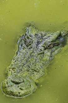 Sarawak Prints: Saltwater or estuarine crocodile (Crocodylus porosus), Sarawak, Borneo