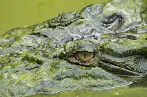 Saltwater (estuarine) crocodile (Crocodylus porosus), Sarawak, Borneo, Malaysia