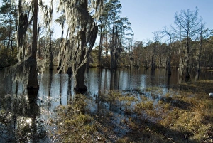 Louisiana Prints: Sam Houston Jones State Park