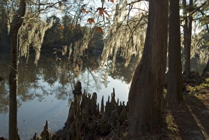 Images Dated 11th January 2000: Sam Houston Jones State Park