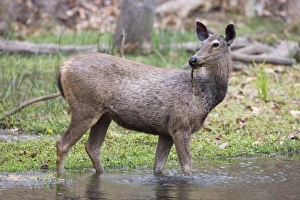 One Animal Only Prints: Sambar deer