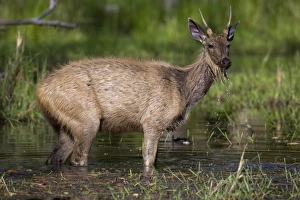 Bandhavgarh Prints: Sambar Deer, (Cervus unicolor), Bandhavgarh N