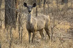 sambar deer (Rusa unicolor), Bandhavgarh National Park, Madhya Pradesh, India, Asia