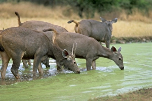 Sambar herd