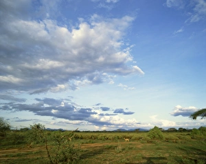 Samburu Prints: Samburu National Reserve