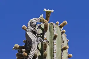 San Esteban spiny-tailed iguana (Ctenosaura conspicuosa) on cardon cactus, Isla San Esteban, Gulf of California (Sea of Cortez), Baja California, Mexico, North America