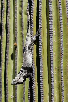 San Esteban spiny-tailed iguana (Ctenosaura conspicuosa) on cardon cactus, Isla San Esteban, Gulf of California (Sea of Cortez), Baja California, Mexico, North America