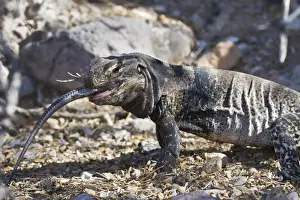 The End Prints: San Esteban spiny-tailed iguana (Ctenosaura conspicuosa) eating smaller lizard