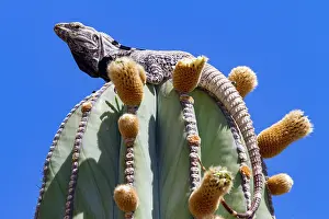 Living Prints: San Esteban spiny-tailed iguana rests on a cactus under clear blue sky in Baja California