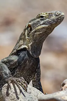 Adaptation Prints: San Esteban spiny-tailed iguana stands on a rock in its natural habitat on Isla San Esteban in Baja California