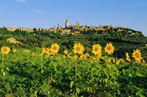 San Gimignano and field of sunflowers