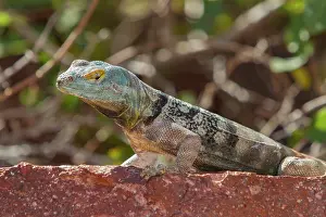 Loss Prints: San Lucan banded rock lizard basking on a rock in its natural habitat in Baja California Sur