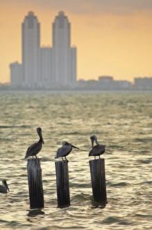 Images Dated 12th October 2008: San Padre Island, Texas, United States of America, North America