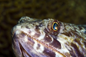Images Dated 4th March 2008: Sand diver (Synodus intermedius), St. Lucia, West Indies, Caribbean, Central America
