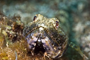 Images Dated 5th March 2008: Sand diver (Synodus intermedius), St. Lucia, West Indies, Caribbean, Central America