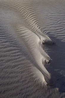 Ripple Prints: Sand dune formations with frost, Great Sand Dunes National Park and Preserve