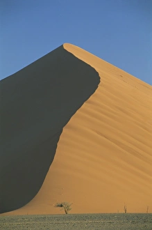 Namibnaukluft Park Prints: Sand dune and tree near Sesriem
