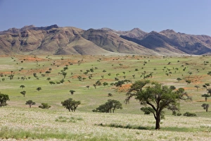 Images Dated 11th March 2008: Sand dune, Wolvedans, Namib Rand Nature Reserve, Namibia, Africa