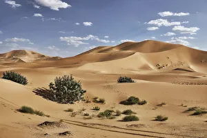 Deserts Prints: Sand dunes and bushes in the Sahara Desert, Merzouga, Morocco, North Africa, Africa
