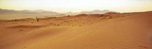 Sand Sea Prints: Sand dunes / dune sea at sunset
