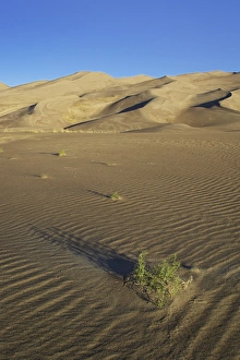 Sand dunes with grasses and ridges in foreground