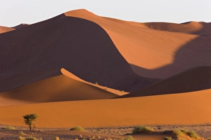 Images Dated 17th March 2008: Sand dunes, Sossusvlei, Namib Desert, Namib Naukluft Park, Namibia, Africa