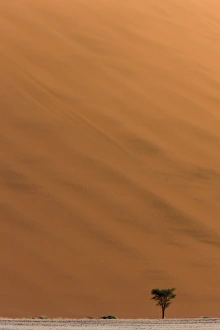 Images Dated 15th March 2008: Sand dunes, Sossusvlei, Namib Desert, Namib Naukluft Park, Namibia, Africa