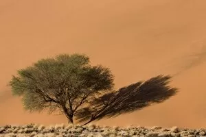 Images Dated 14th March 2008: Sand dunes, Sossusvlei, Namib Desert, Namib Naukluft Park, Namibia, Africa
